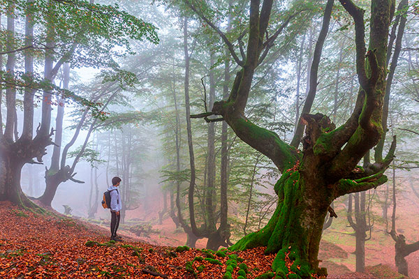 Ruta hayedo de Belaústegui