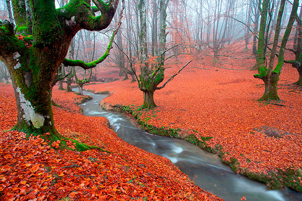 Ruta hayedo de Otzarreta