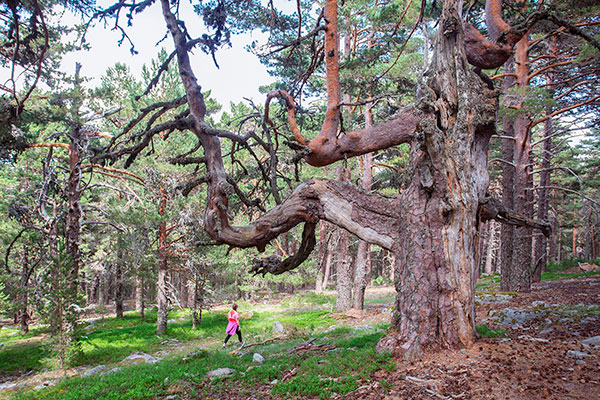 Sendero de los abuelos