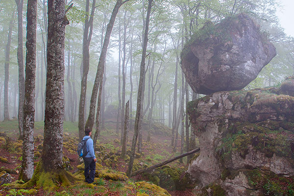 Hayedo encantado Urbasa