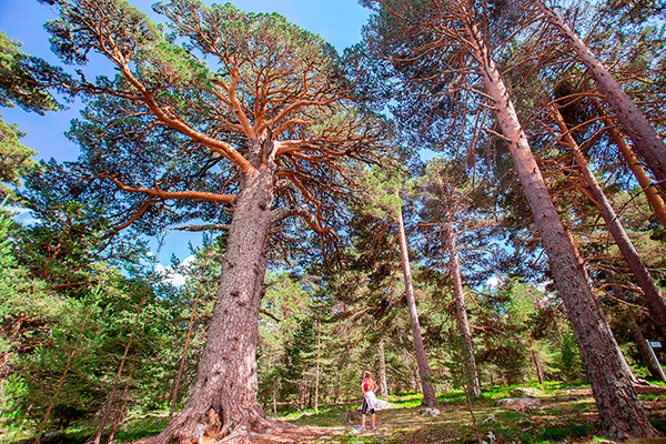 Comarca-de-pinares-con-niños